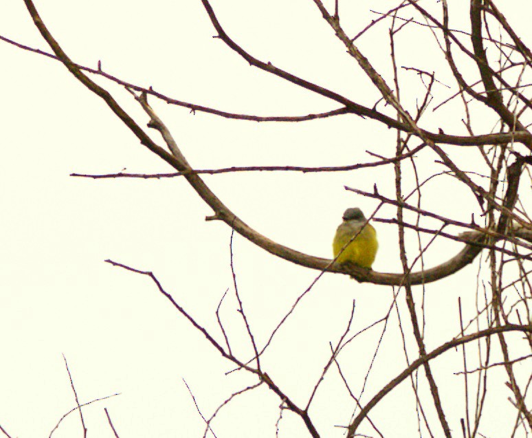 Tropical Kingbird - ML642981926