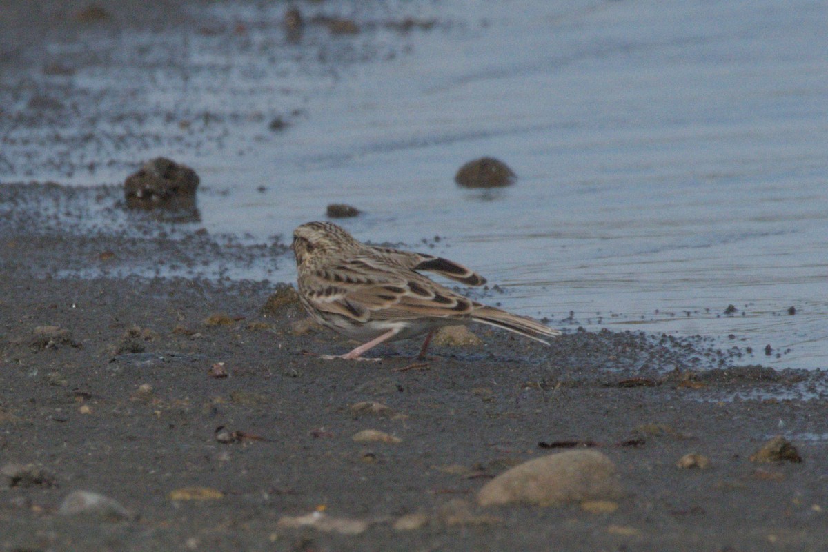 new world sparrow sp. - ML642981967