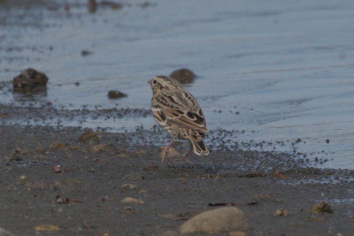 new world sparrow sp. - ML642981968