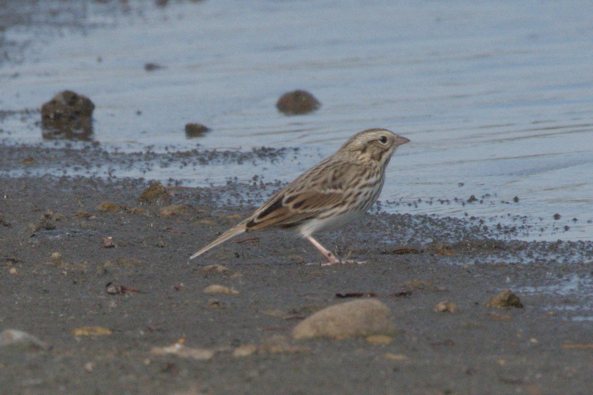 new world sparrow sp. - ML642981969
