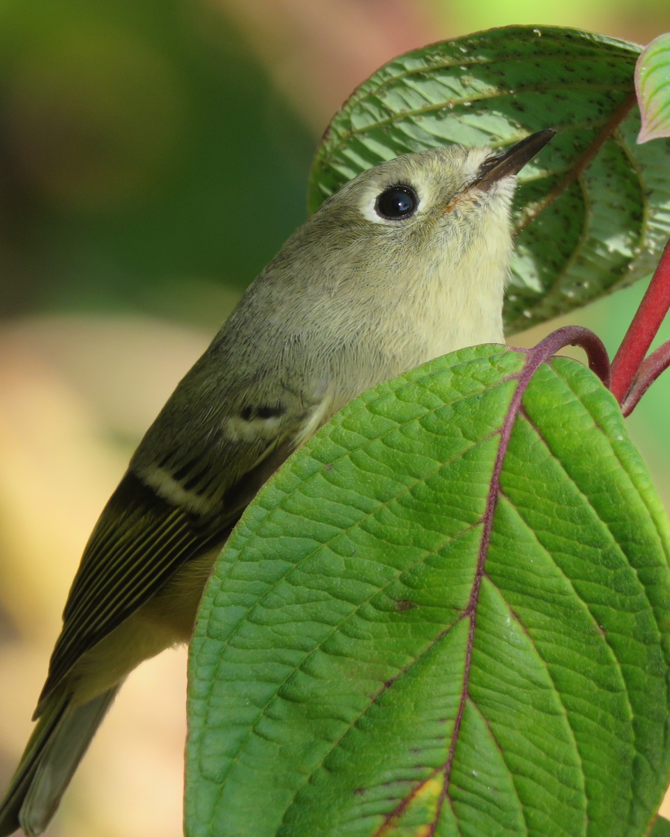 Ruby-crowned Kinglet - ML642981970