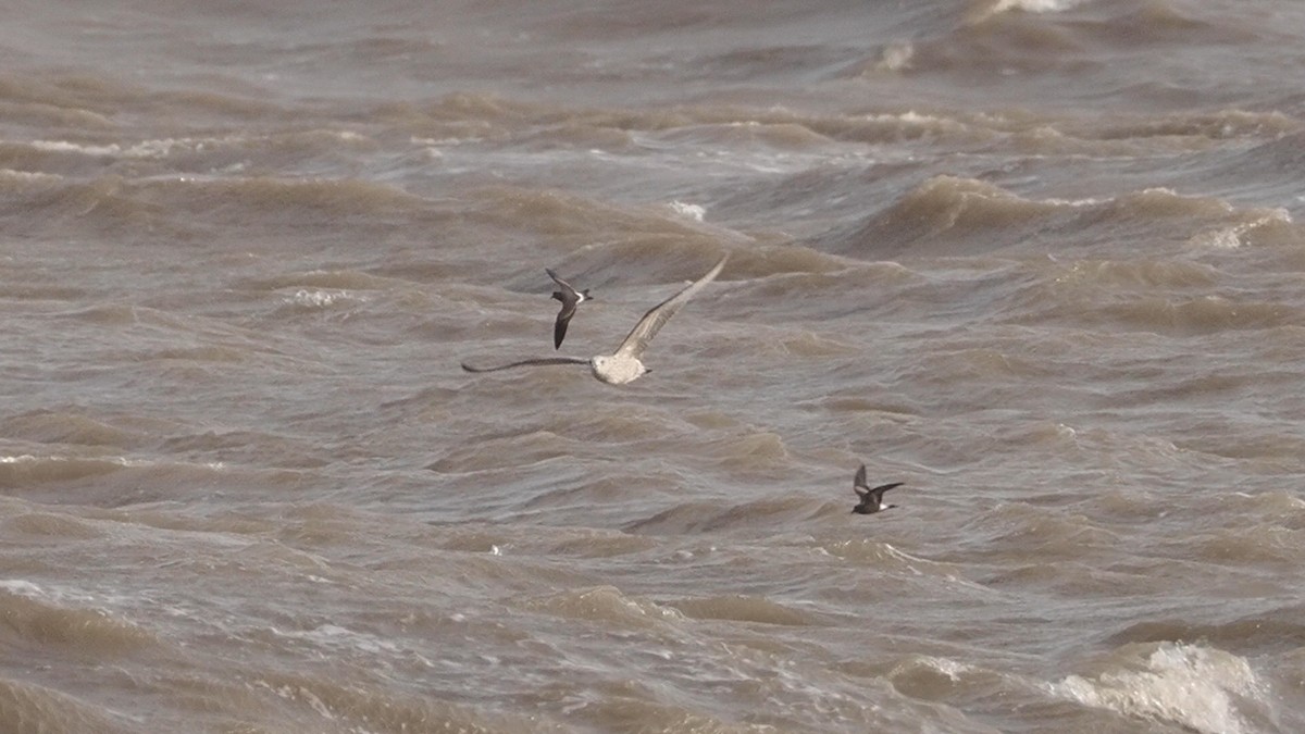 Leach's Storm-Petrel - ML642981973