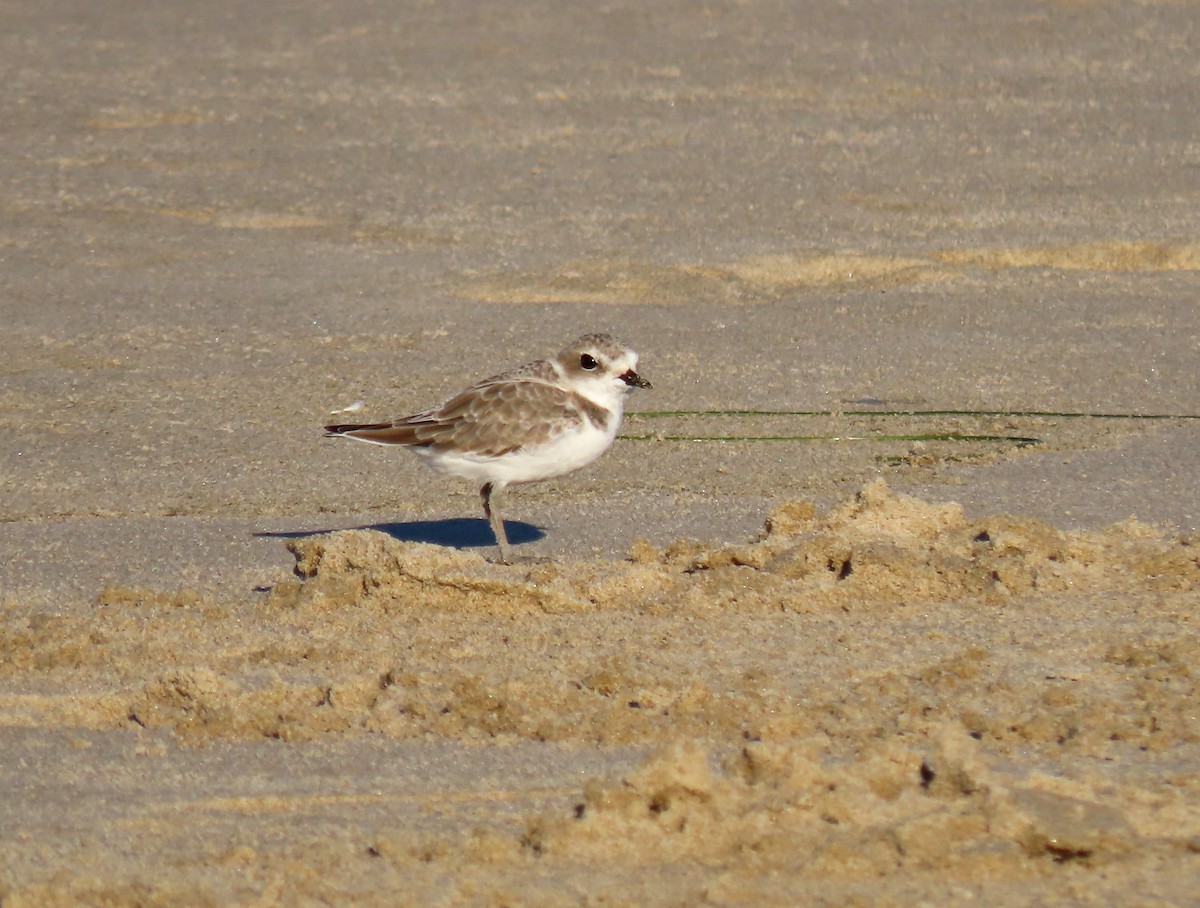 Snowy Plover - ML642981993