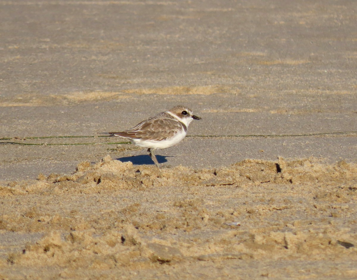Snowy Plover - ML642981994