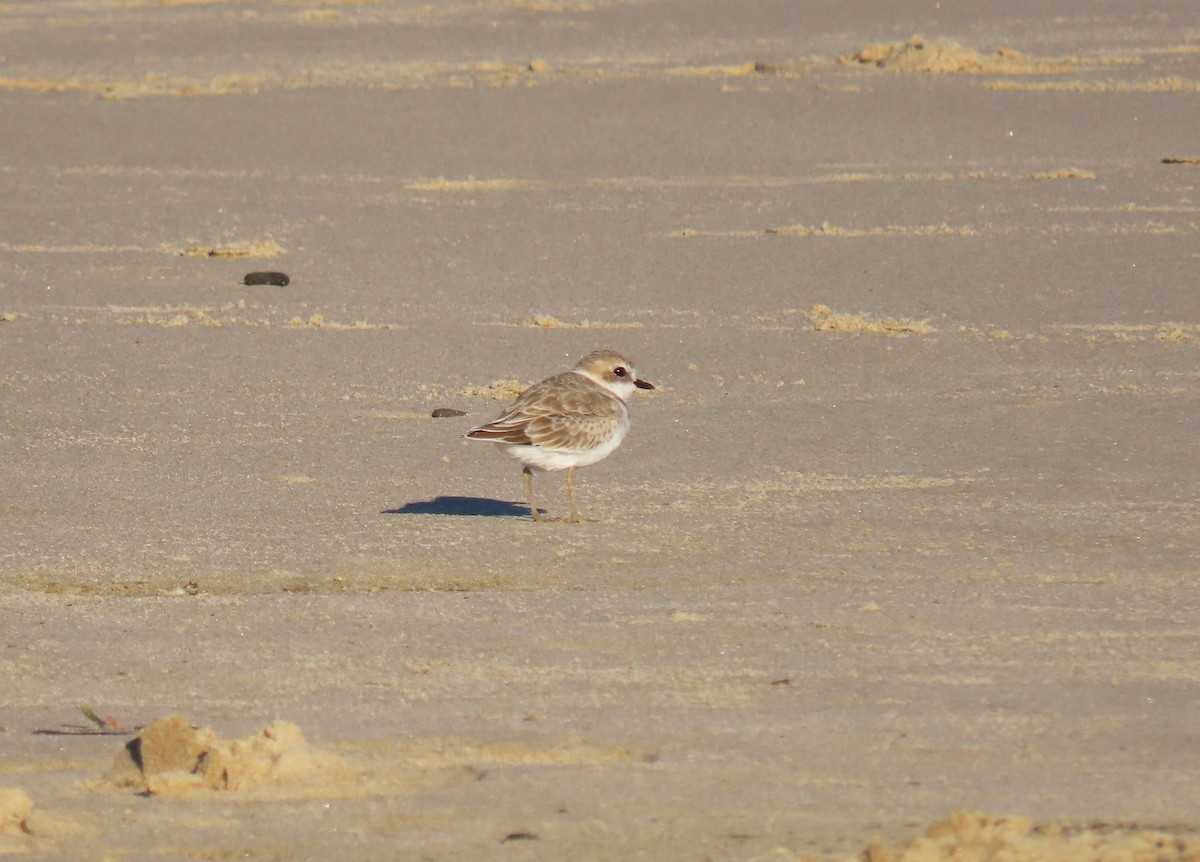 Snowy Plover - ML642981995