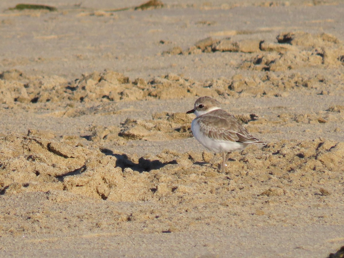 Snowy Plover - ML642981996