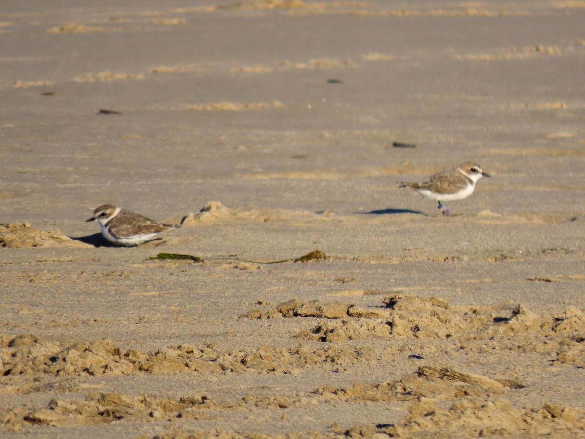 Snowy Plover - ML642981997