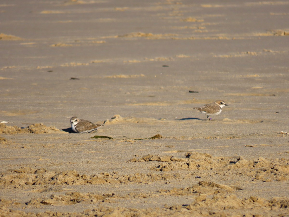 Snowy Plover - ML642981998