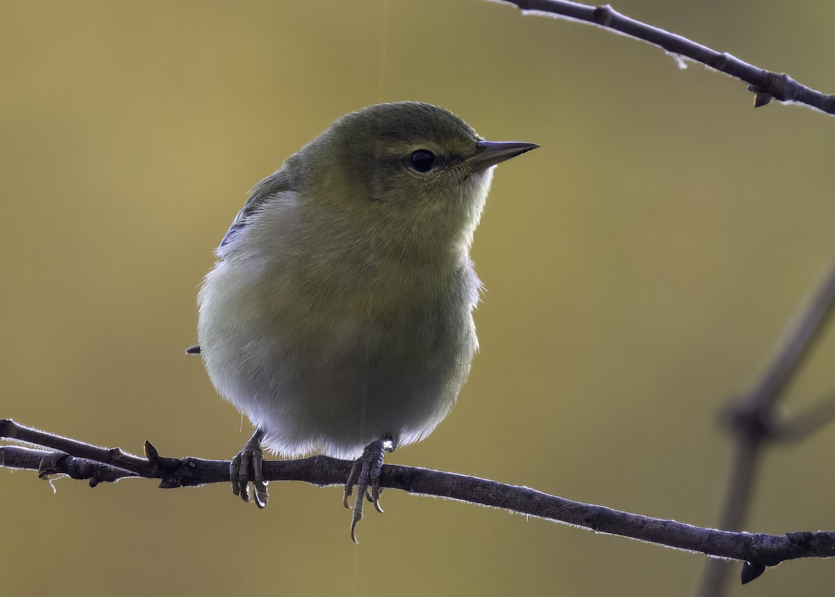 Tennessee Warbler - ML642981999