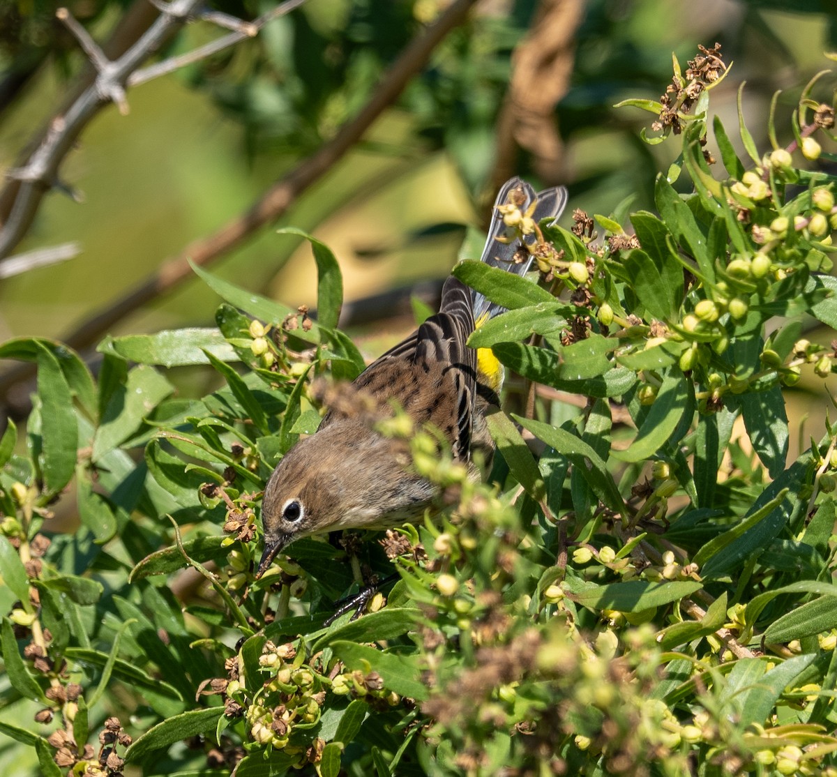 Yellow-rumped Warbler - ML642982000