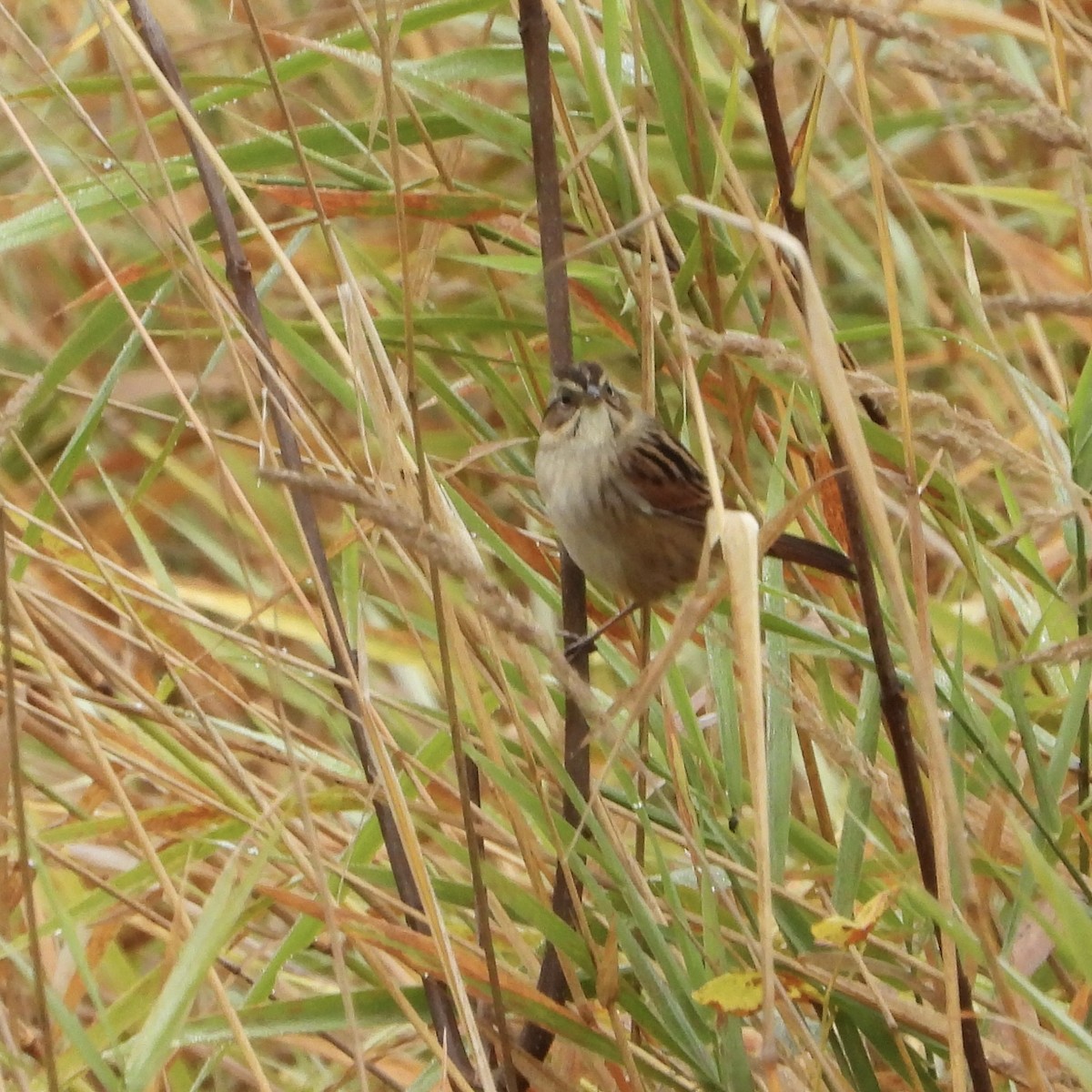 Swamp Sparrow - ML642982004