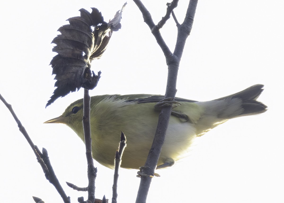 Tennessee Warbler - ML642982005