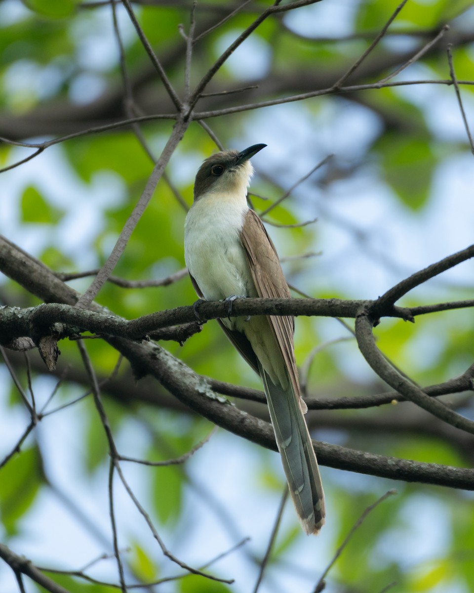 Black-billed Cuckoo - ML642982006