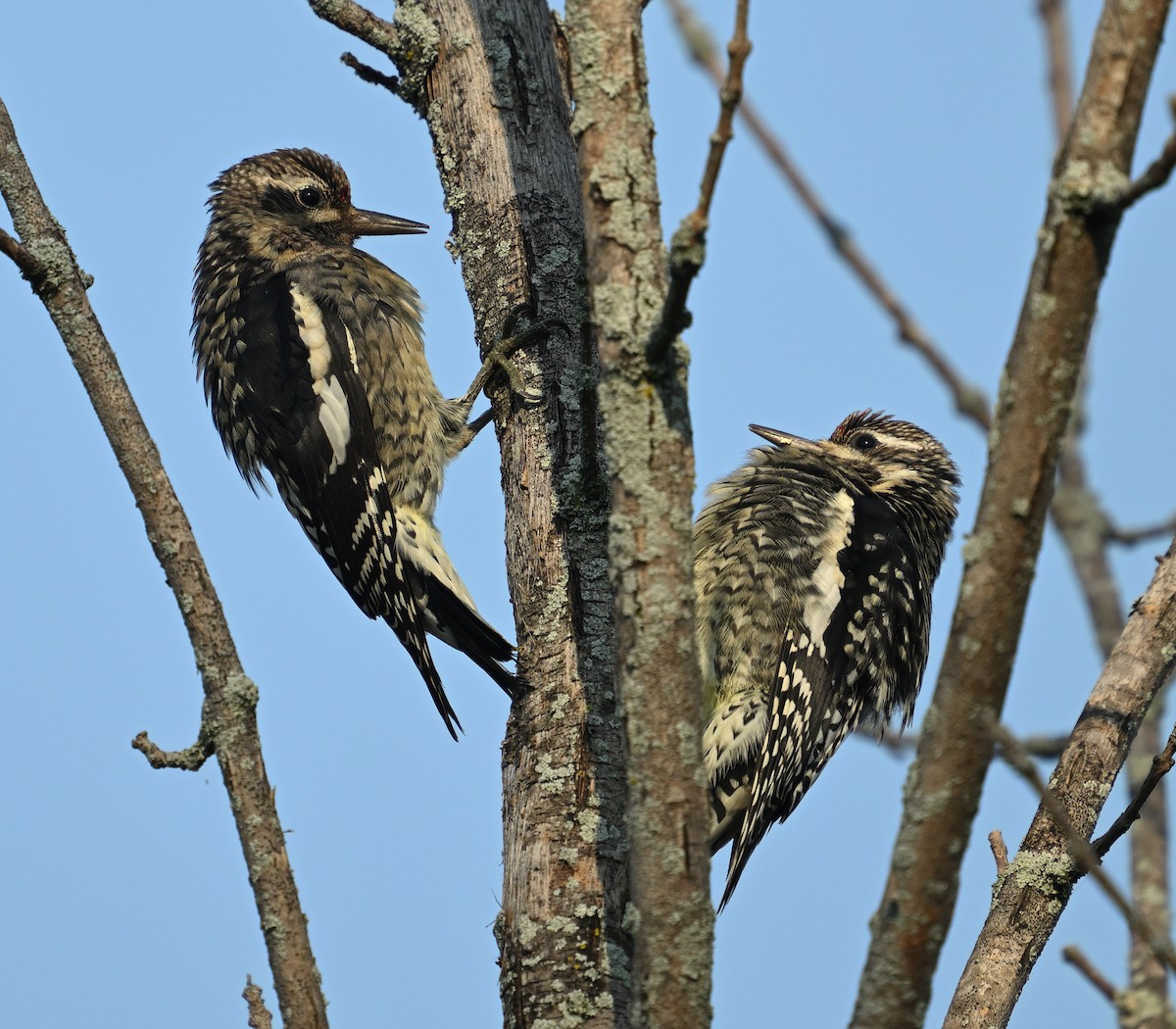 Yellow-bellied Sapsucker - ML642982010