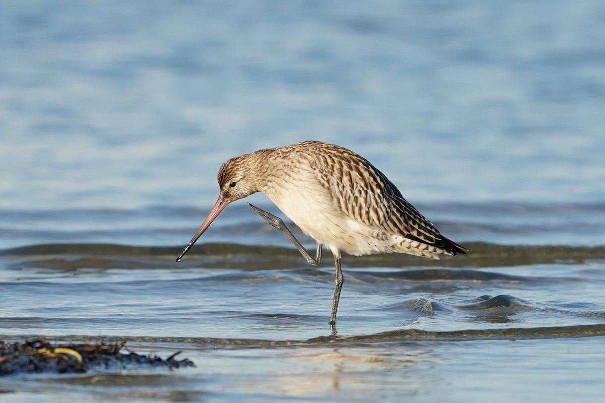 Bar-tailed Godwit - ML642982012