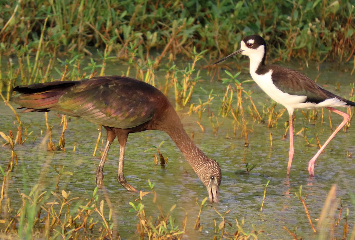 Glossy Ibis - ML642982013