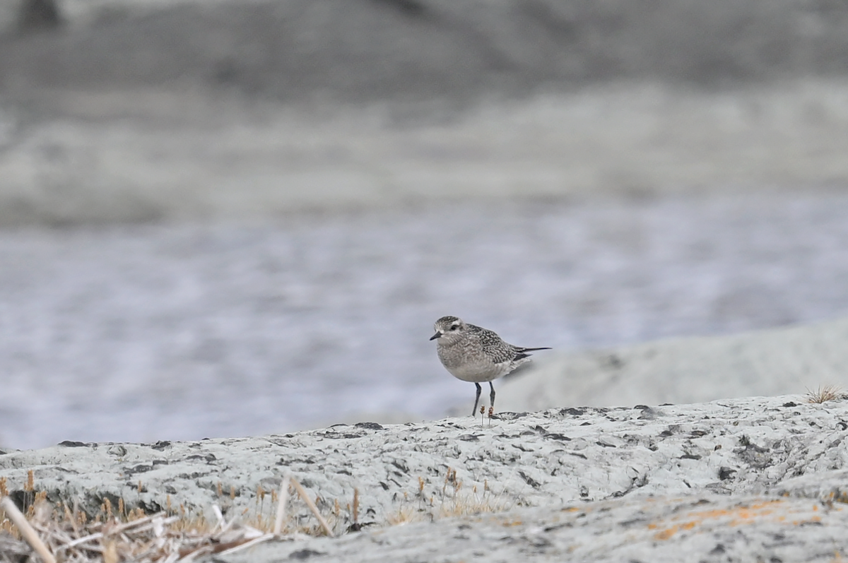 American Golden-Plover - ML642982021