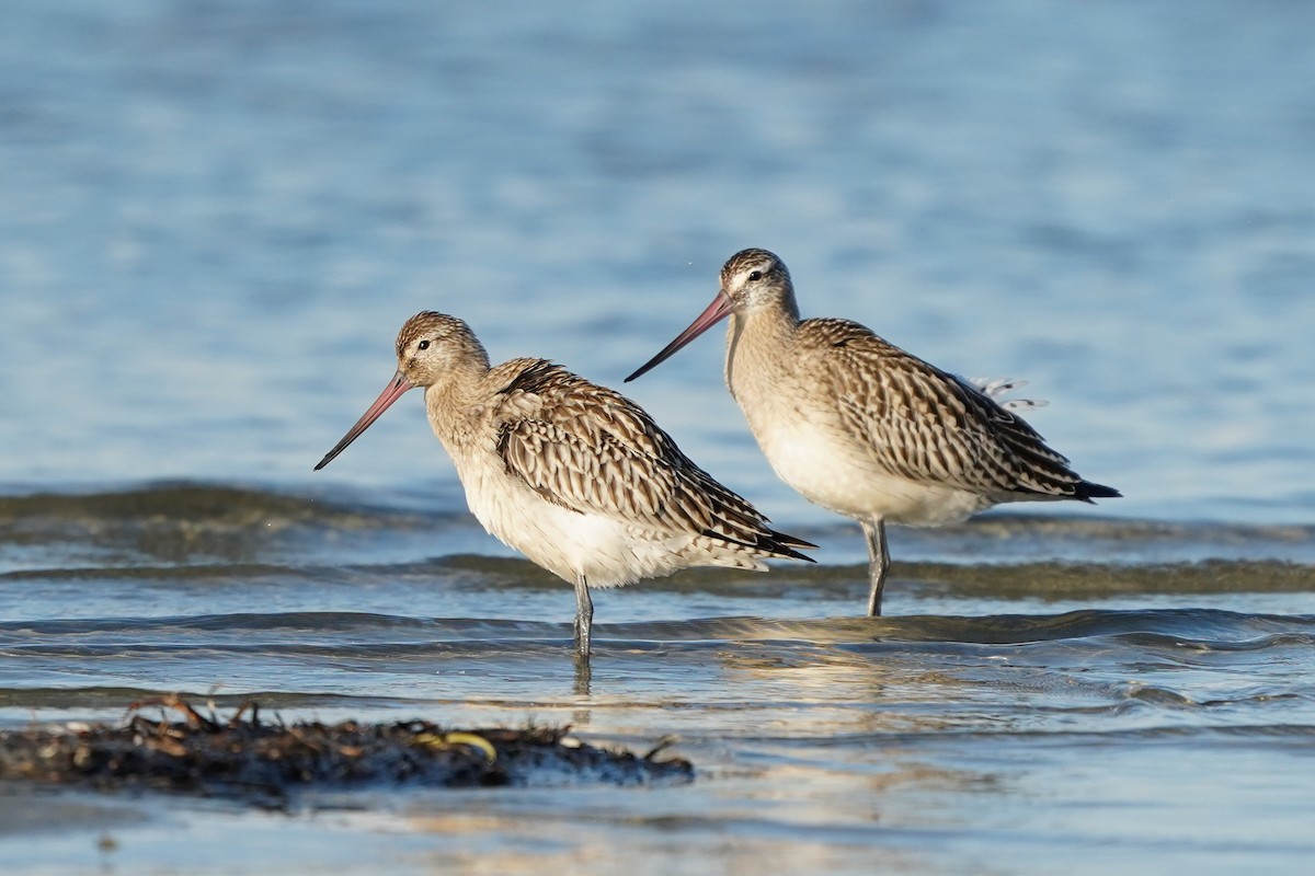 Bar-tailed Godwit - ML642982022