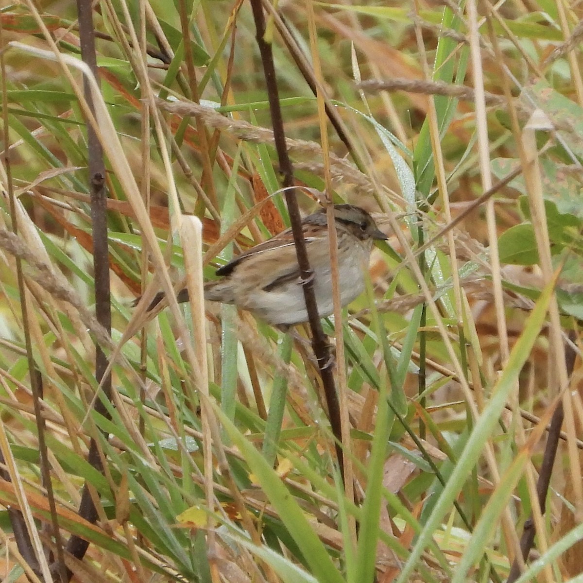 Swamp Sparrow - ML642982023