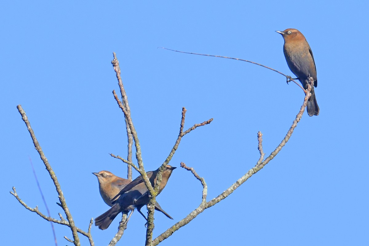 Rusty Blackbird - ML642982026
