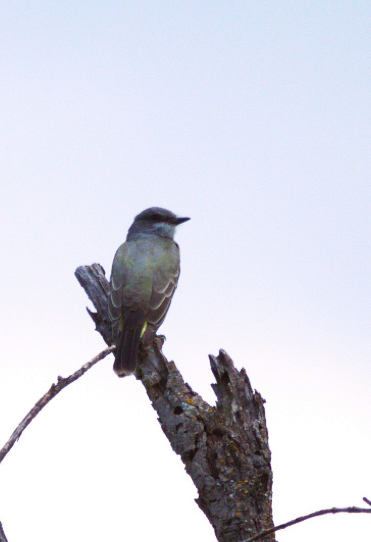 Cassin's Kingbird - ML642982032