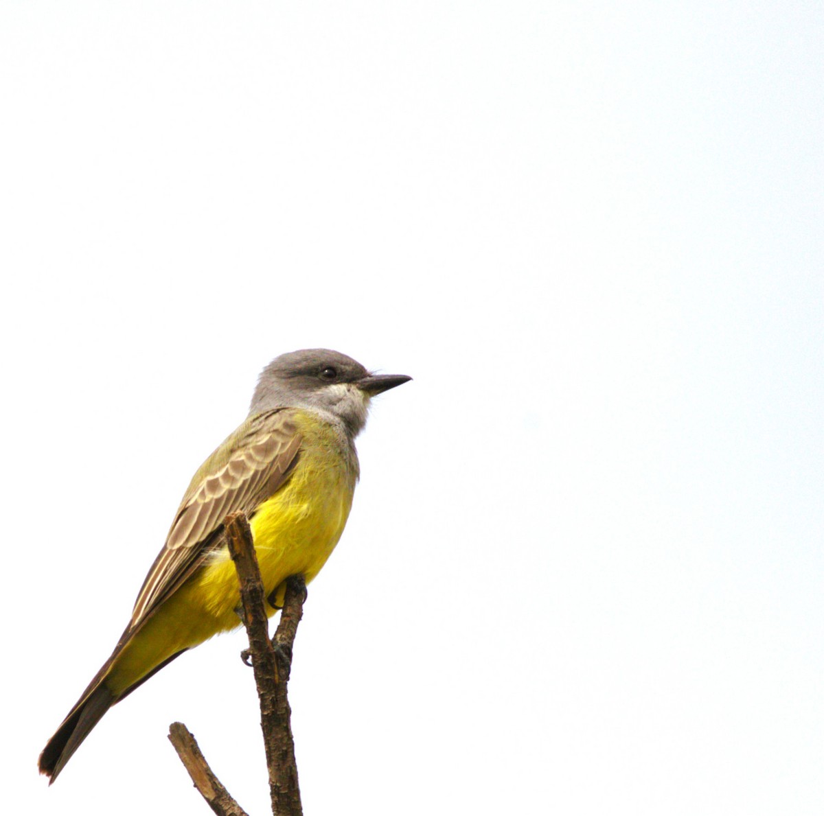 Cassin's Kingbird - ML642982035