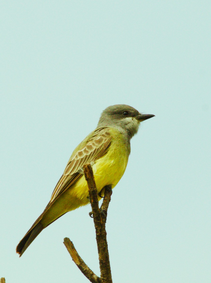 Cassin's Kingbird - ML642982036