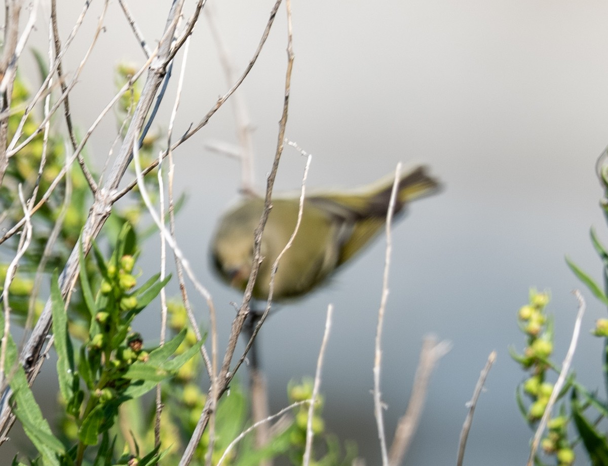 Ruby-crowned Kinglet - ML642982037