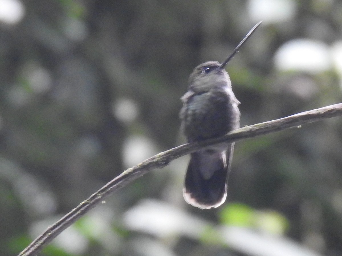 Green-fronted Lancebill - ML642982038