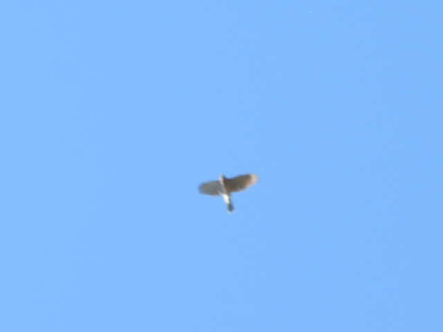 Cooper's Hawk - ML642982040
