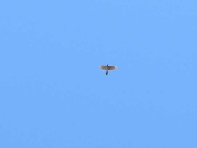 Cooper's Hawk - ML642982041