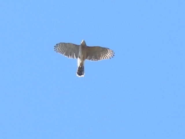 Cooper's Hawk - ML642982043