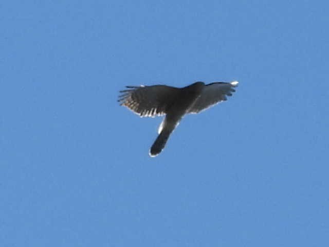 Cooper's Hawk - ML642982044