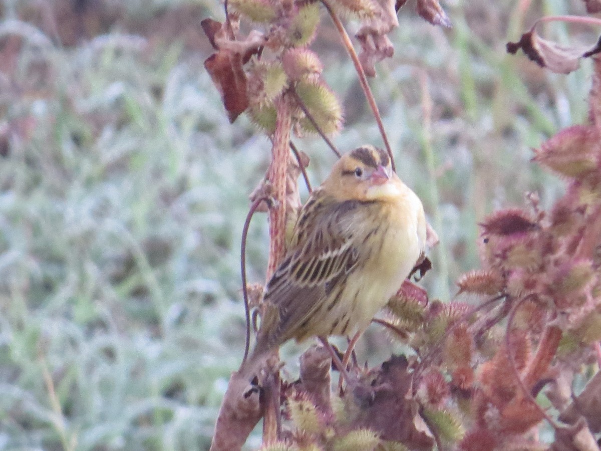Bobolink - ML642982057