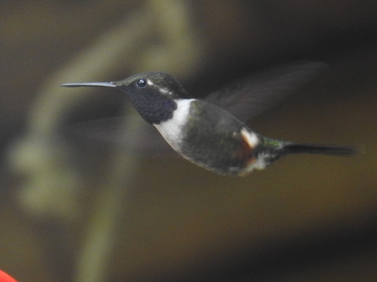 Purple-throated Woodstar - ML642982065