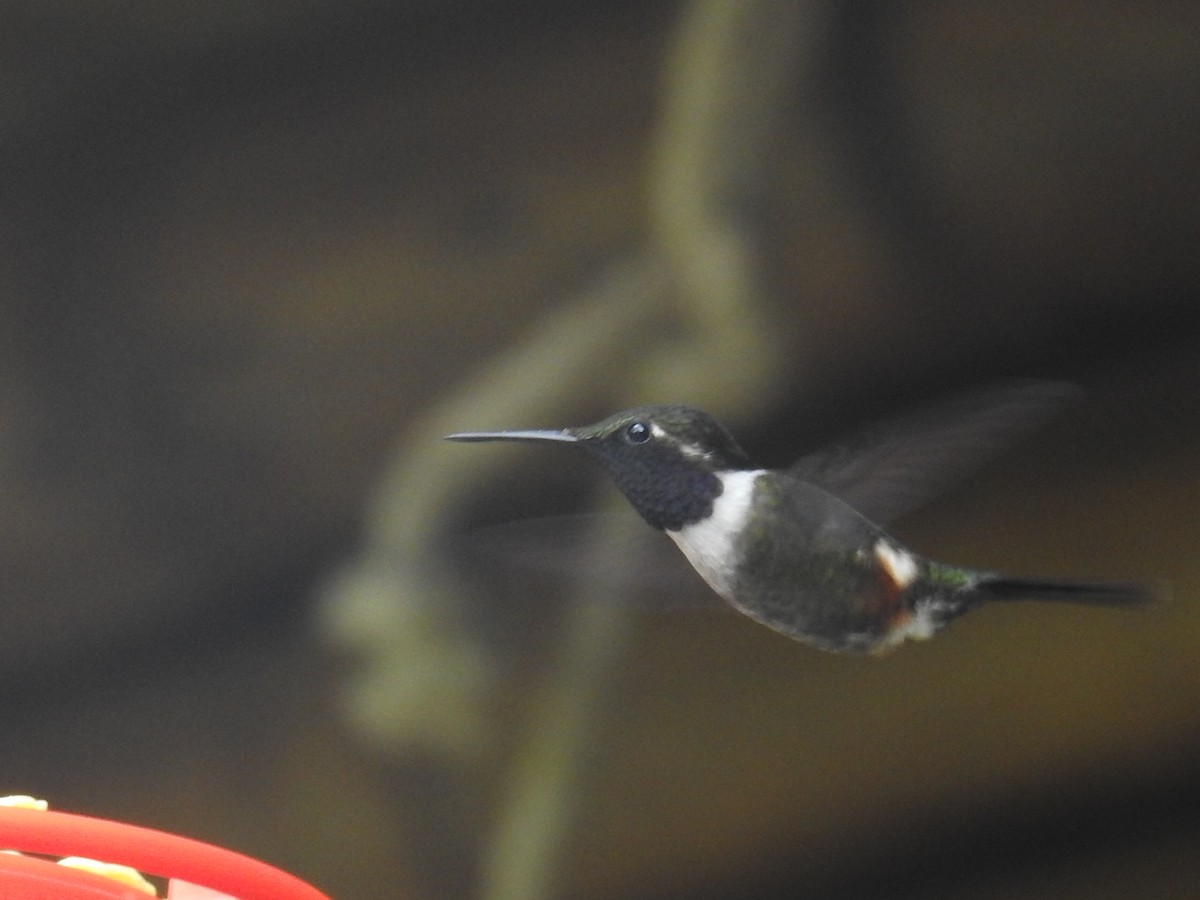 Purple-throated Woodstar - ML642982066