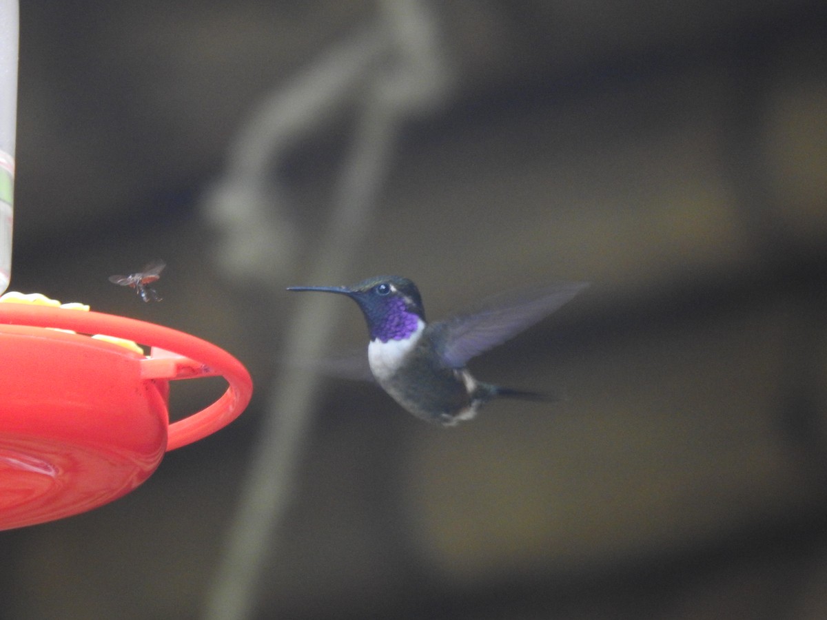 Purple-throated Woodstar - ML642982067