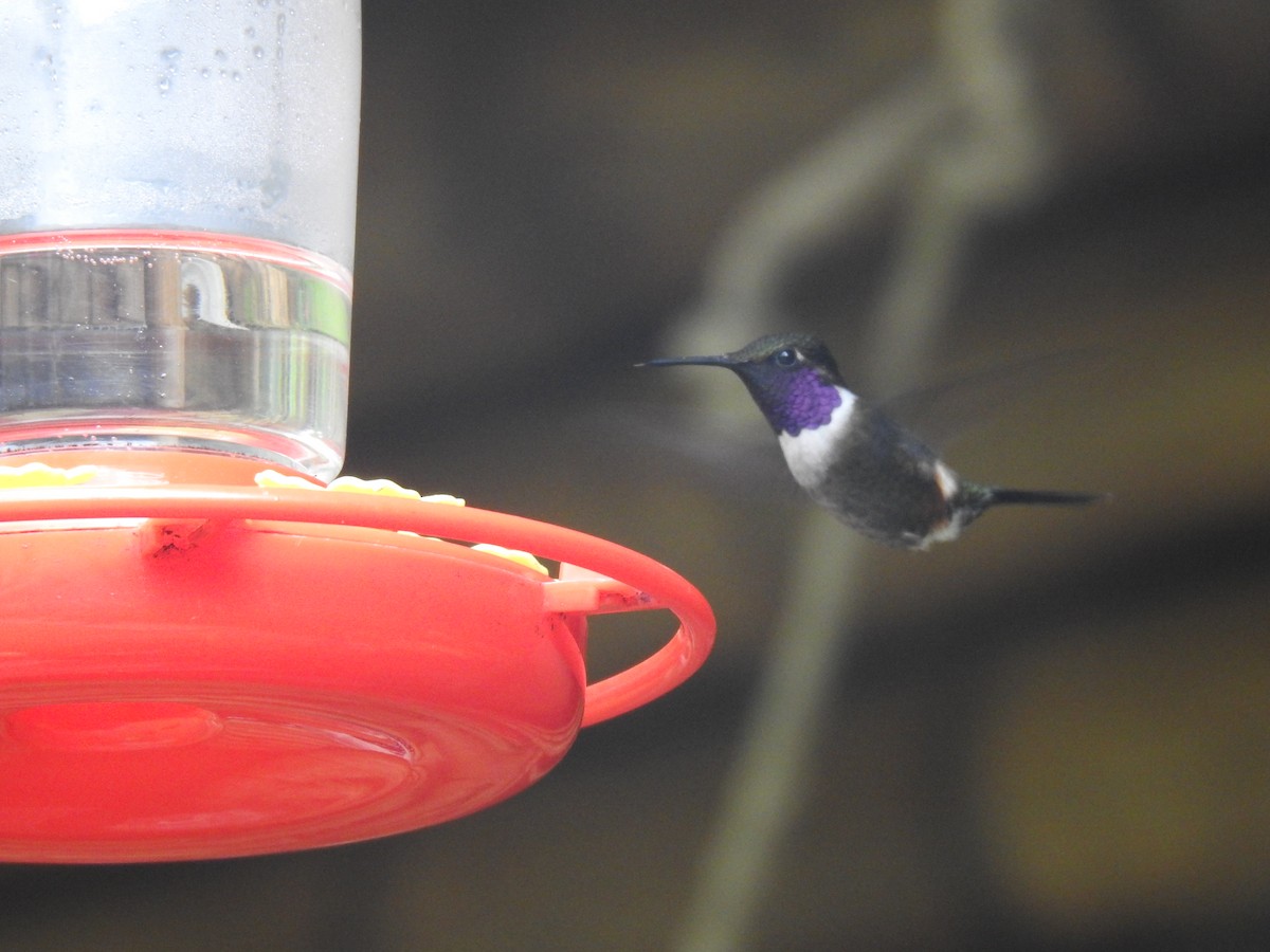 Purple-throated Woodstar - ML642982068