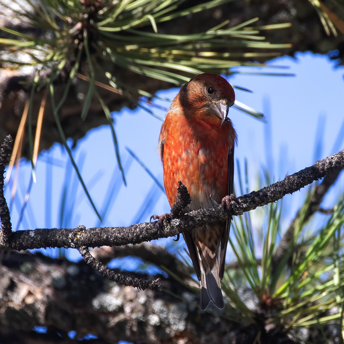 Red Crossbill - ML642982083