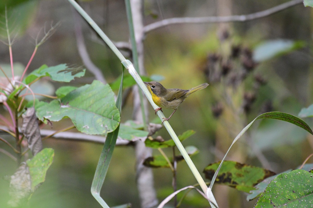 Common Yellowthroat - ML642982084