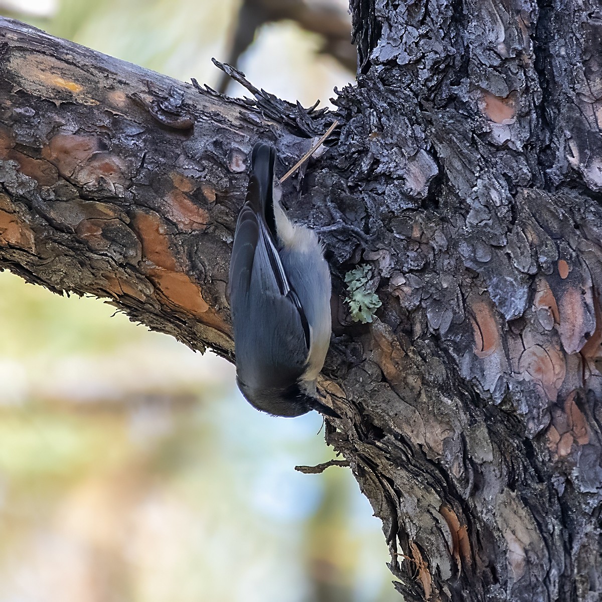Pygmy Nuthatch - ML642982086