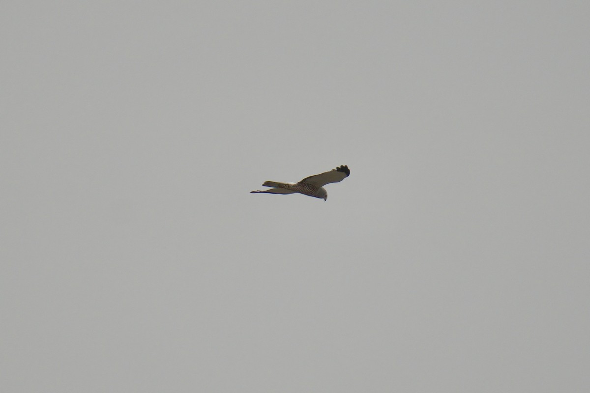 Cinereous Harrier - ML642982088