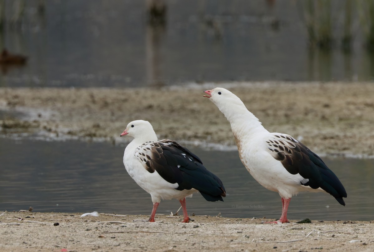 Andean Goose - ML642982105