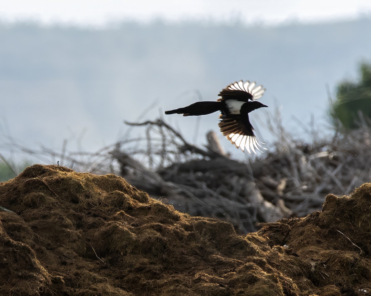 Black-billed Magpie - ML642982107
