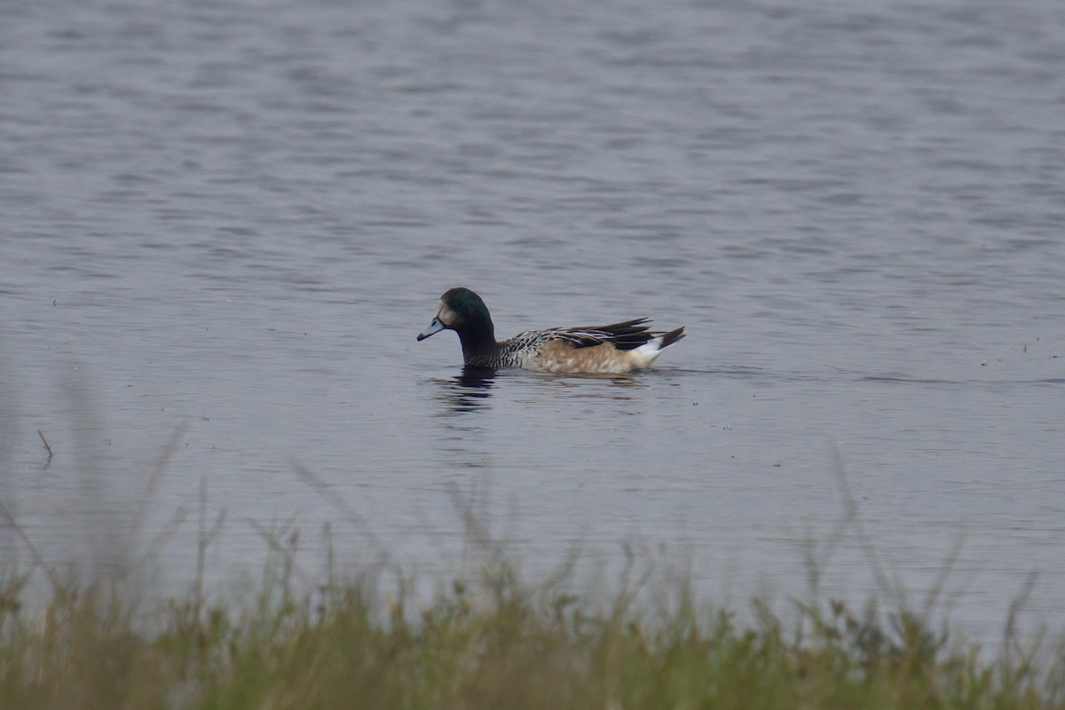Chiloe Wigeon - ML642982108