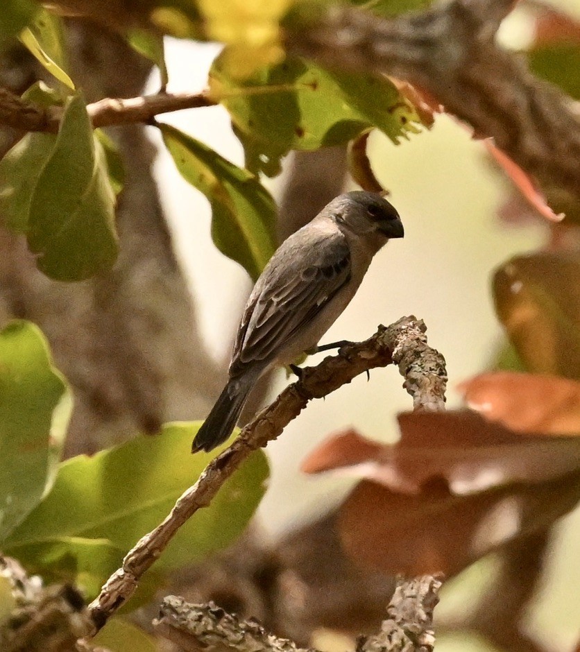 Plumbeous Seedeater - ML642982110