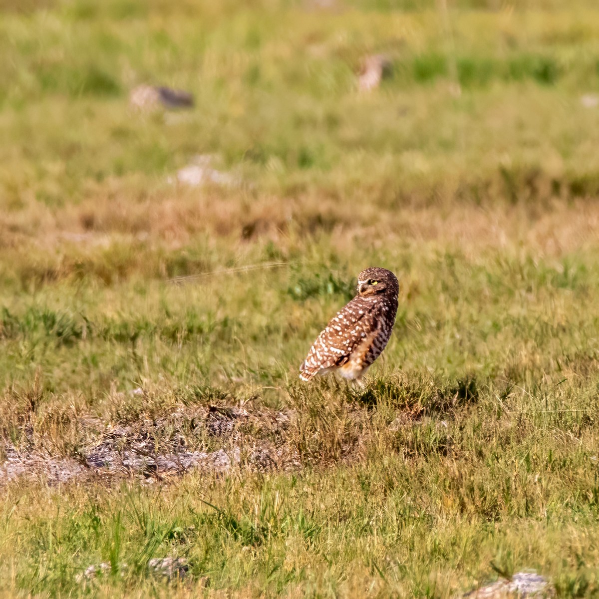 Burrowing Owl - ML642982111