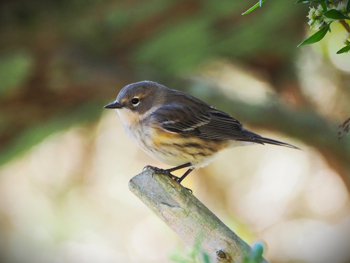 Yellow-rumped Warbler (Myrtle) - ML642982118