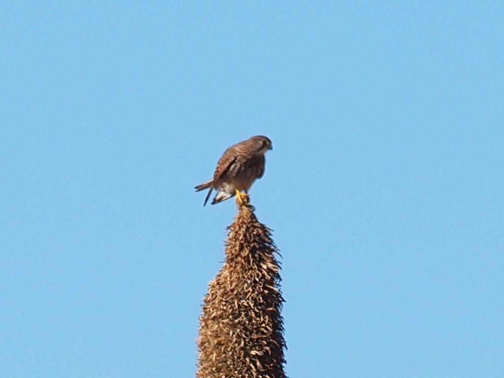 Eurasian Kestrel (Rufescent) - ML642982120
