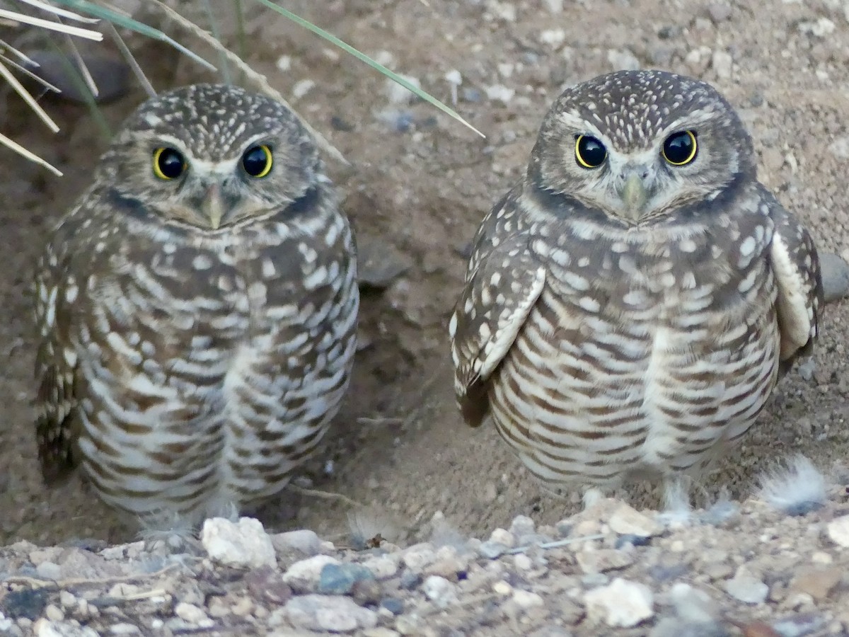 Burrowing Owl - ML642982121